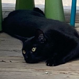 Meet your Posher, Ramzy